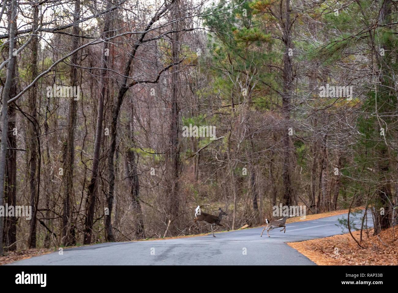Deer crossing the road hires stock photography and images Alamy
