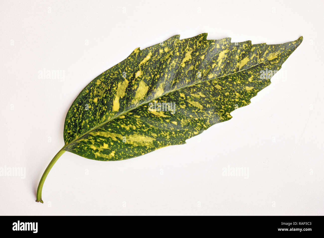 Gold dust plant hi-res stock photography and images - Alamy
