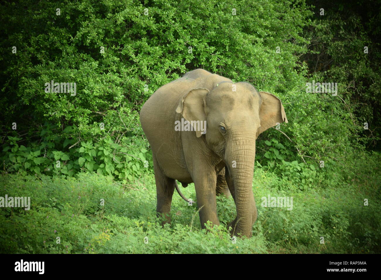 Yala National Park is one of the best places for sightings of wild elephants  in the park is home to many animals including birds, leopards, deer Stock  Photo - Alamy