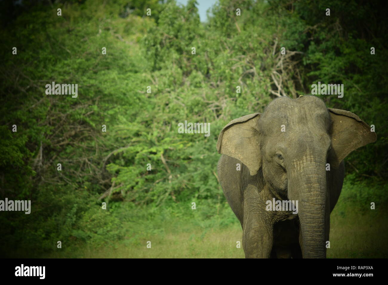 Yala National Park is one of the best places for sightings of wild elephants in the park is home to many animals including birds, leopards, deer Stock Photo - Alamy Yala National Park is one of the best places for sightings of wild elephants in the park is home to many animals including birds, leopards, deer Stock Photo - Alamy