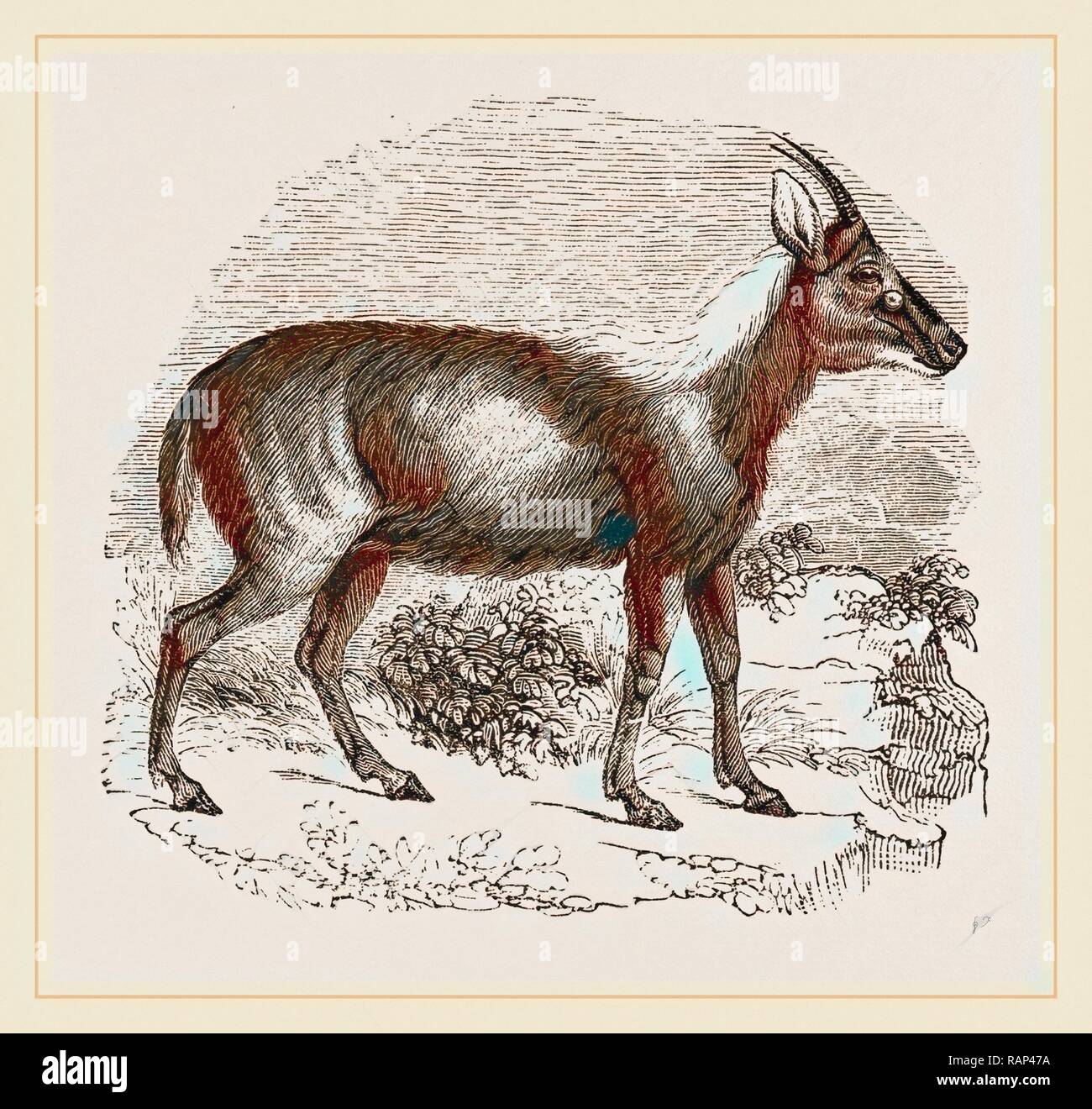 Wild Goat of the Malays. Reimagined by Gibon. Classic art with a modern