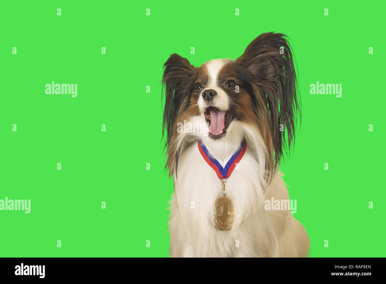Beautiful dog Papillon with medal for first place on the neck on green background Stock Photo