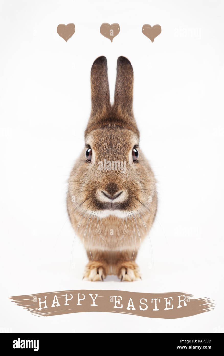 a hare isolated with text happy easter, background white Stock Photo