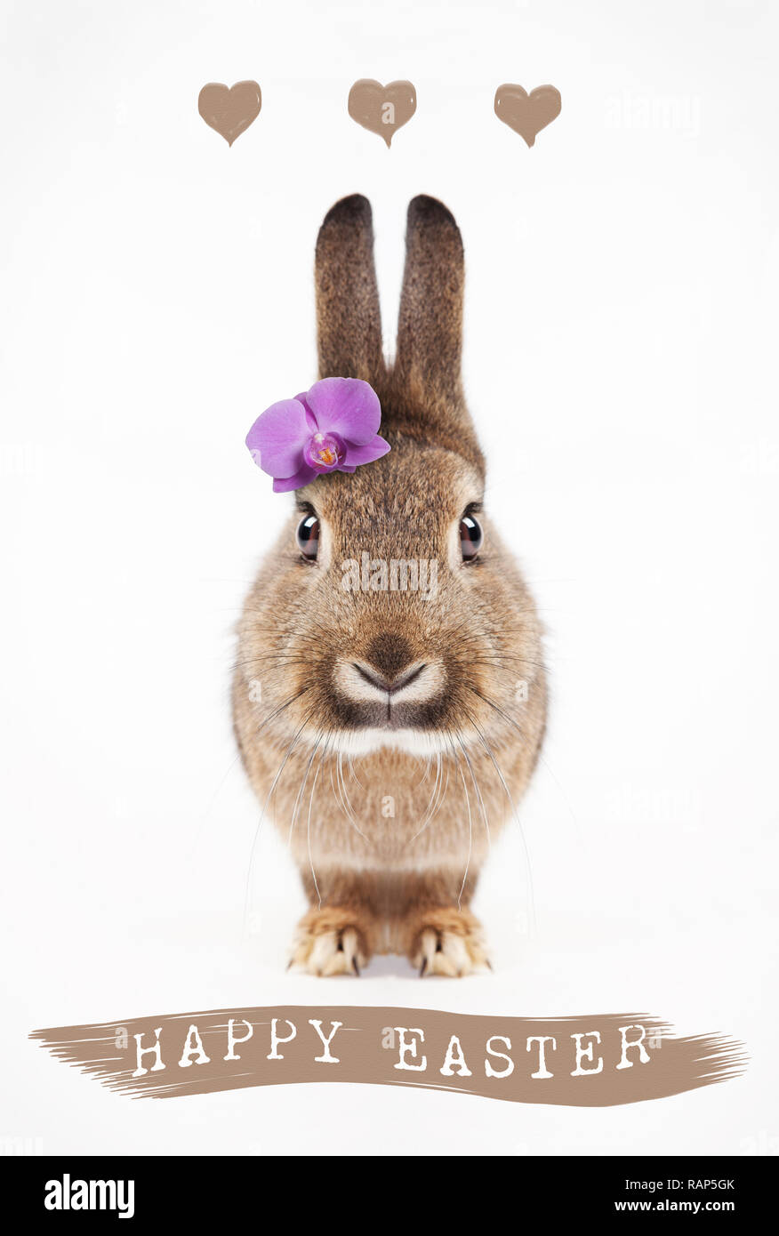 a gray-brown rabbit sitting looking at the camera. Background white greeting card Stock Photo