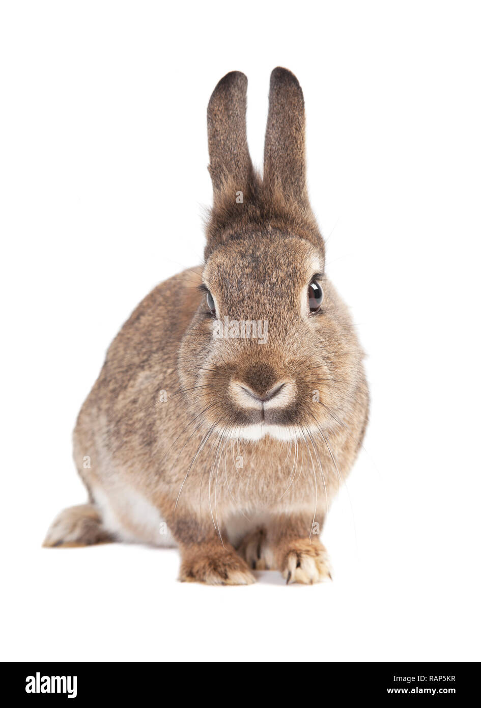 a cute gray rabbit isolated against white background Stock Photo