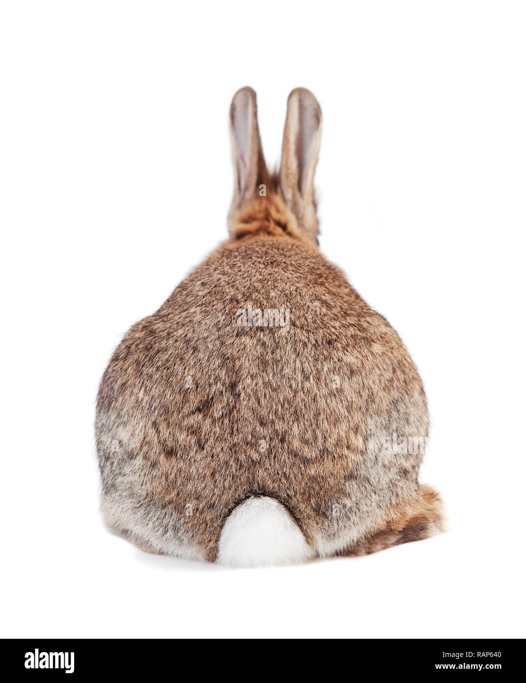 a rabbit with brown gray fur and long ears isolated against a white background Stock Photo
