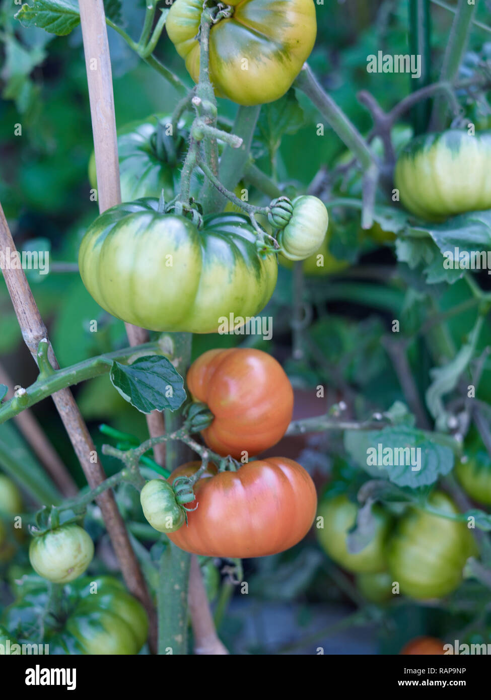 Beefsteak Tomatoes Growing Stock Photos & Beefsteak Tomatoes Growing
