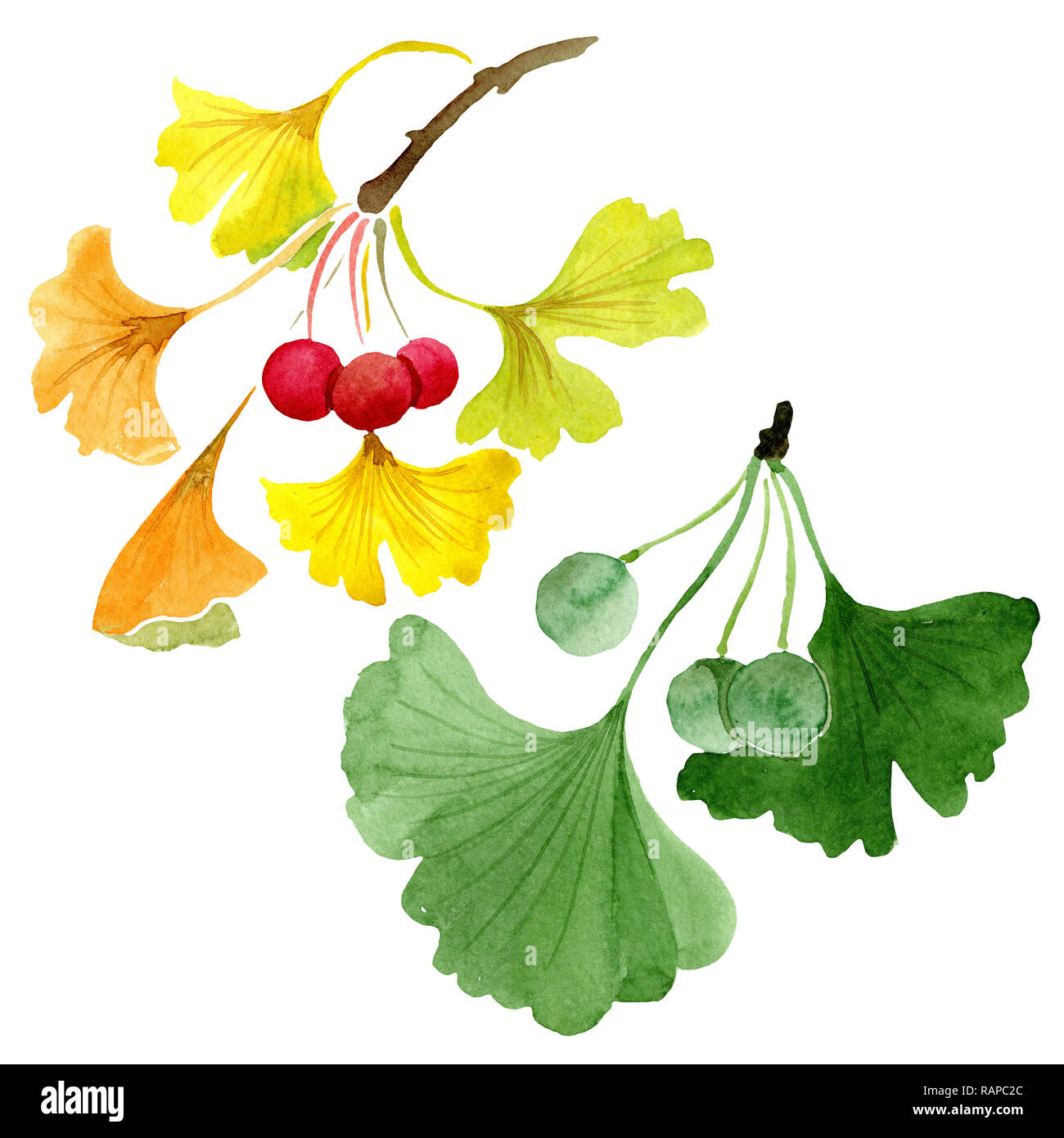 Green ginkgo biloba. Floral botanical flower. Wild spring leaf wildflower  isolated. Watercolour drawing fashion aquarelle isolated. Isolated ginkgo  bi Stock Photo - Alamy