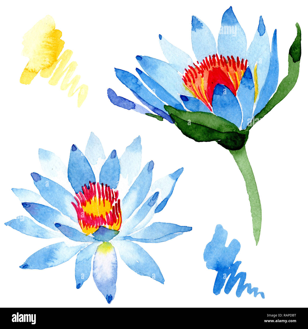 Blue Lotus Floral Botanical Flower Wild Spring Leaf Wildflower Isolated Watercolor Background Illustration Set Watercolour Drawing Fashion Aquarel Stock Photo Alamy Blue Lotus Floral Botanical Flower Wild Spring Leaf Wildflower Isolated Watercolor Background Illustration Set Watercolour Drawing Fashion Aquarel Stock Photo Alamy