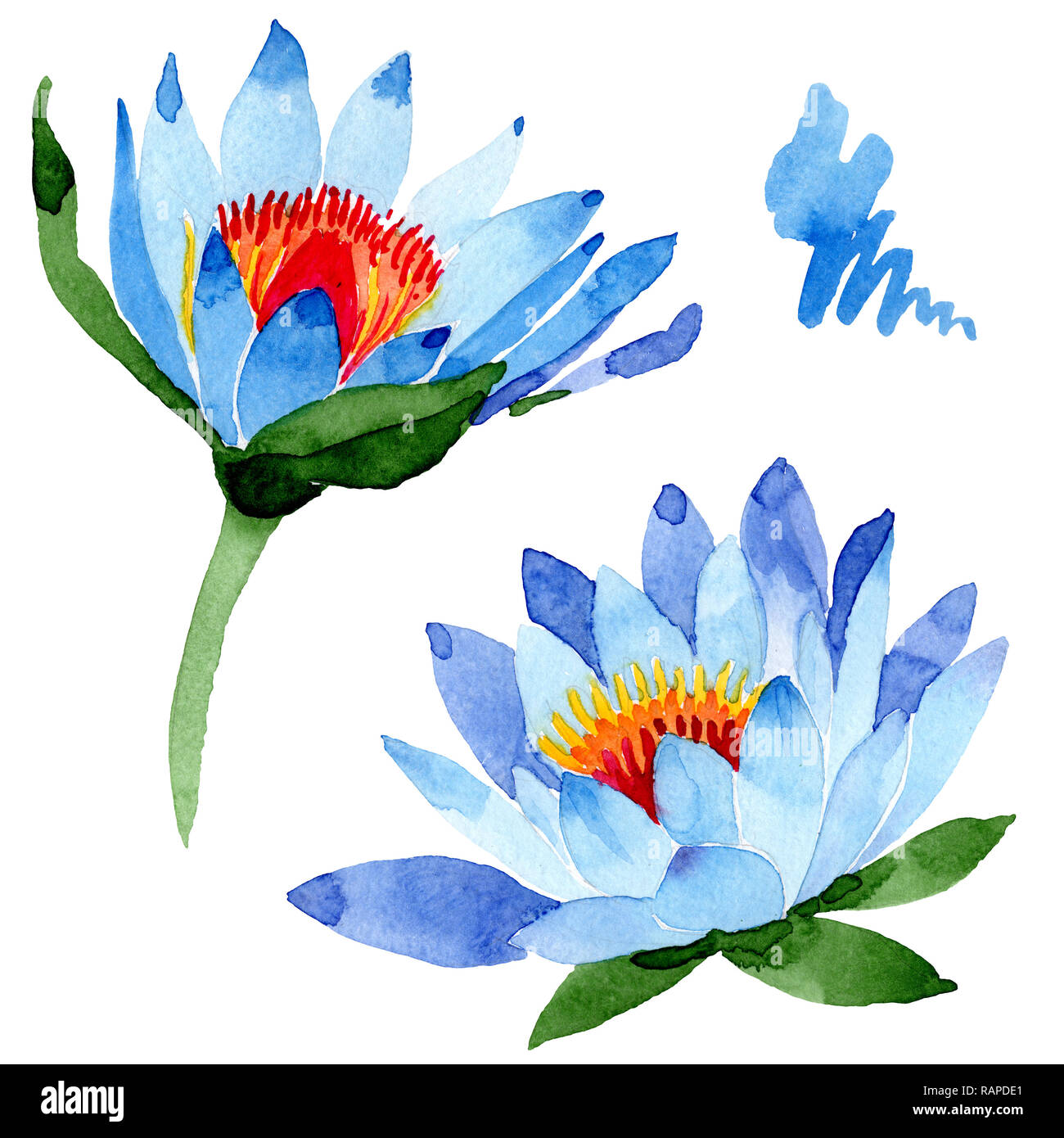 blue lotus drawing