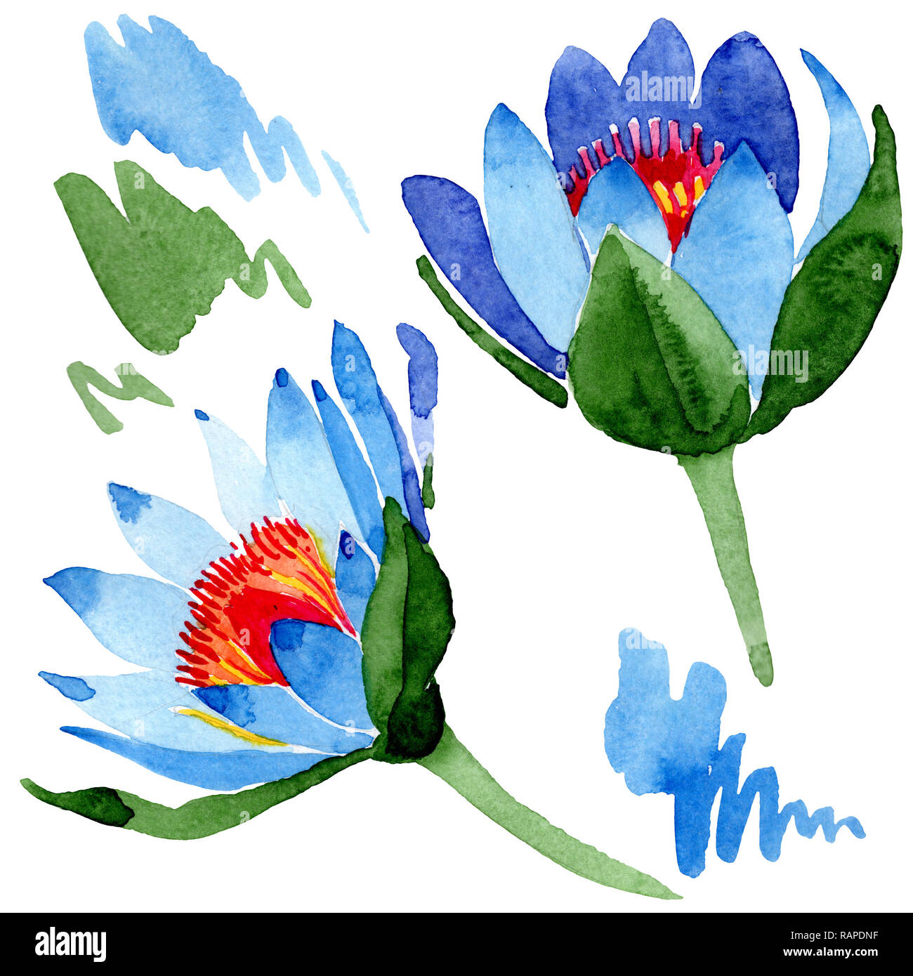 Blue Lotus Floral Botanical Flower Wild Spring Leaf Wildflower Isolated Watercolor Background Illustration Set Watercolour Drawing Fashion Aquarel Stock Photo Alamy Blue Lotus Floral Botanical Flower Wild Spring Leaf Wildflower Isolated Watercolor Background Illustration Set Watercolour Drawing Fashion Aquarel Stock Photo Alamy