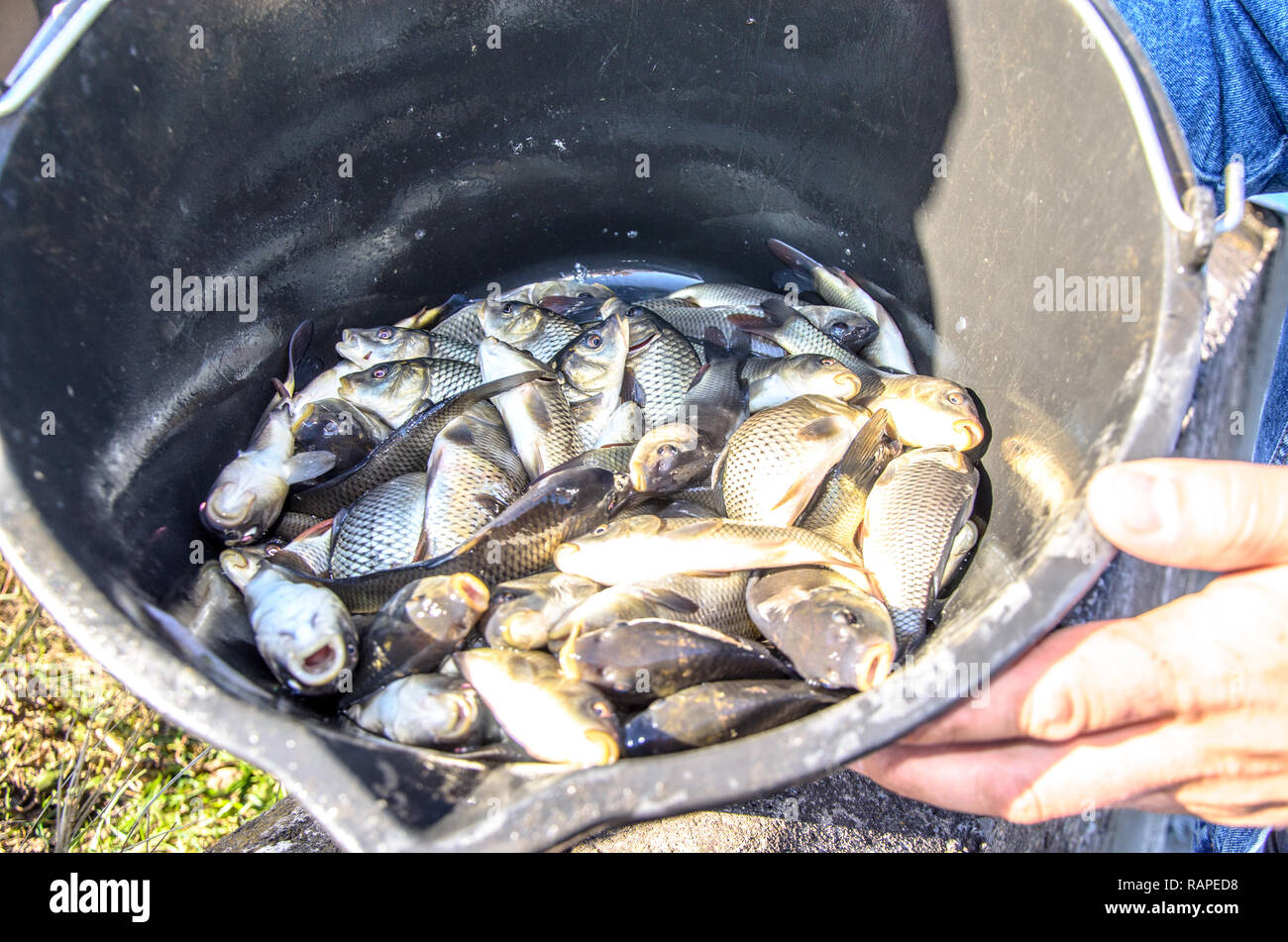 Young carp fish from a fish farm in a barrel are transported for release into the reservoir