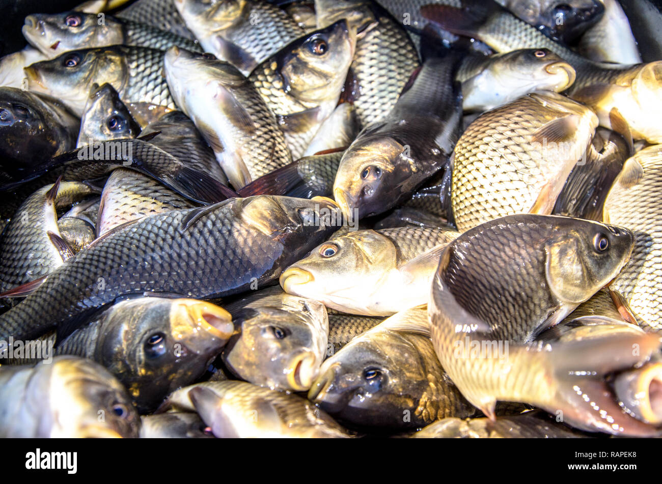 Young carp fish from a fish farm in a barrel are transported for release into the reservoir. Stock Photo