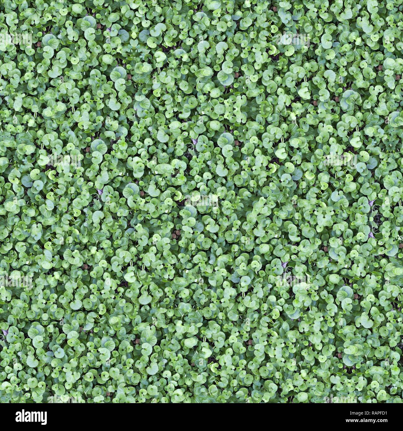 Seamless Green Grass Ground Pattern Background Texture Stock Photo - Alamy