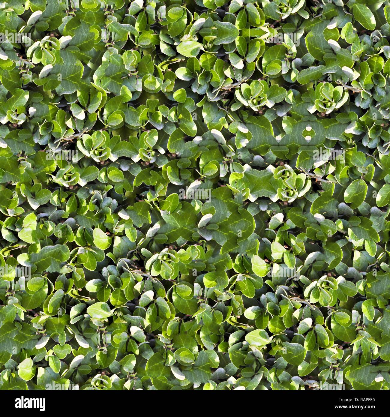 Seamless Green Grass Ground Pattern Background Texture Stock Photo - Alamy