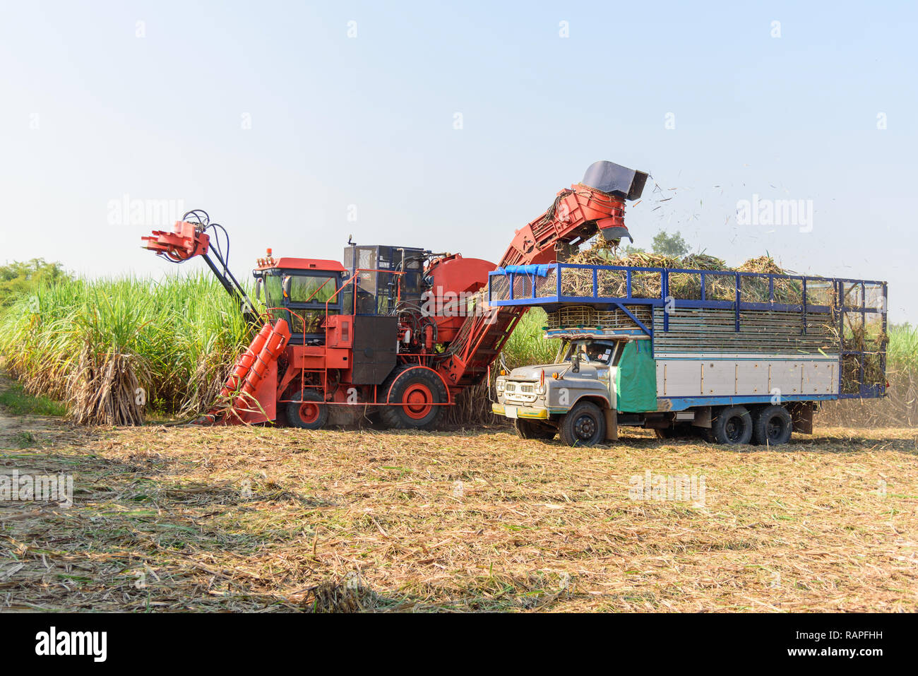 harvest the sugarcane by Sugarcane harvester Stock Photo