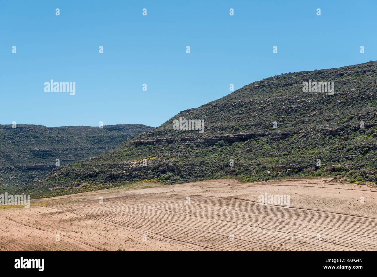 A rooibos tea field on the Rooibos Heritage Route in the Northern Cape