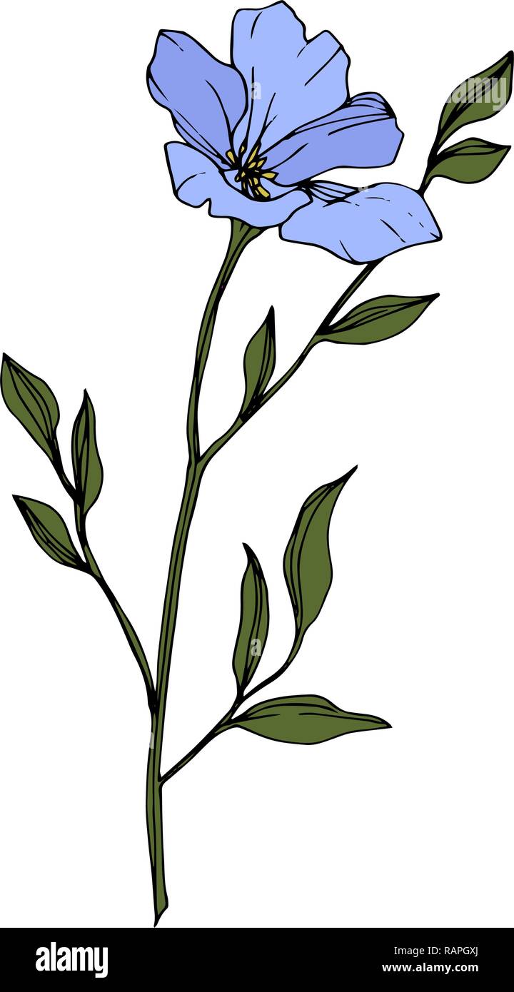 Vector. Blue flax. Floral botanical flower. Green spring leaf wildflower isolated. Engraved ink art. Isolated flax illustration element on white backg Stock Vector