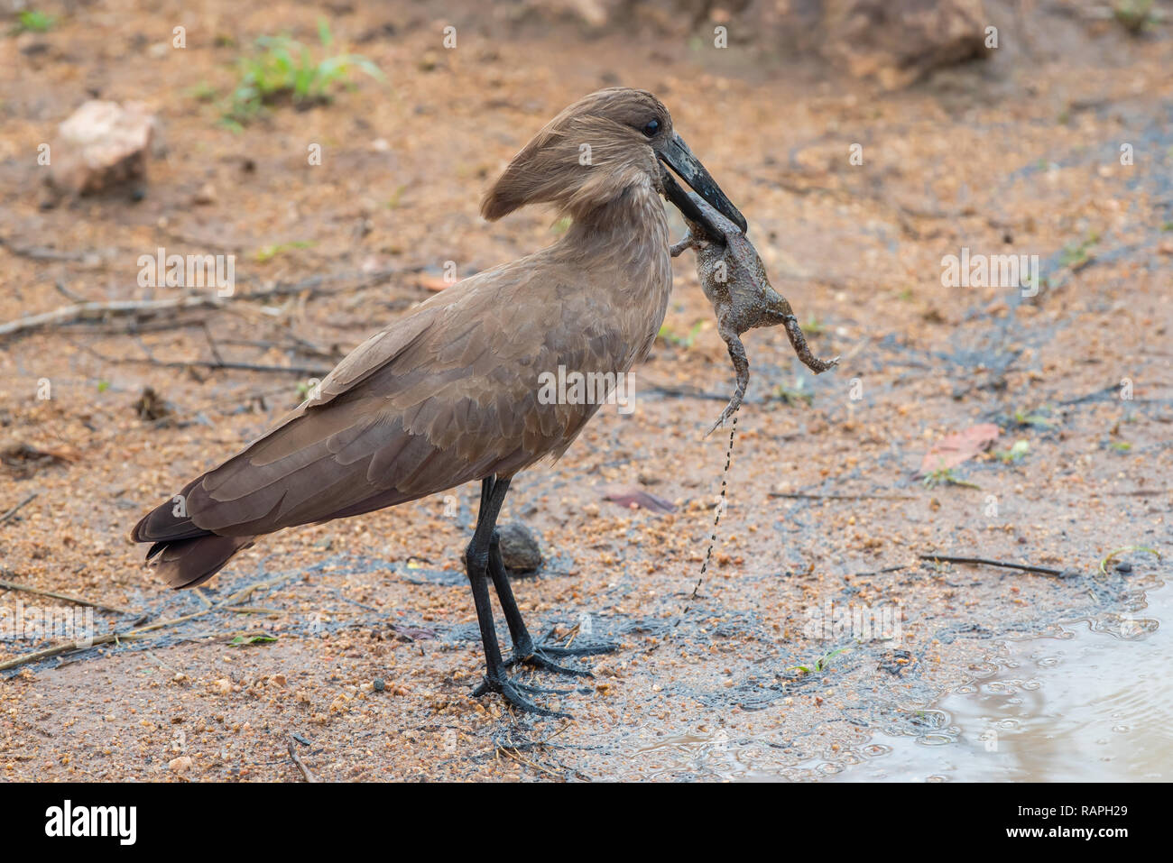 A Hamerkop (Scopus umbretta) catches an Eastern Olive Toad (Amietophrynus germani) in Kruger National Park, South Africa. Stock Photo