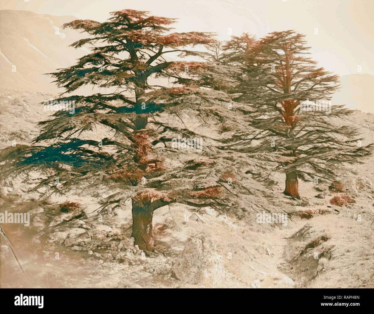 Cedar grove. Cedars of Lebanon. Two of the tall giants Stock Photo