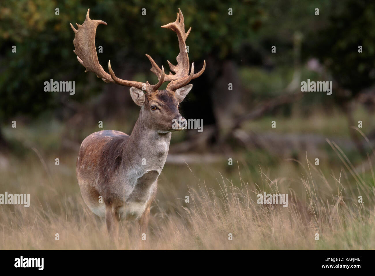 Fallow deer, buck, standing looking in to the camera, Jaegersbors dyrehaven, Denmark Stock Photo