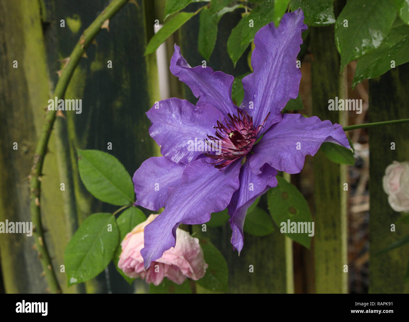 Purple Flower Stock Photo