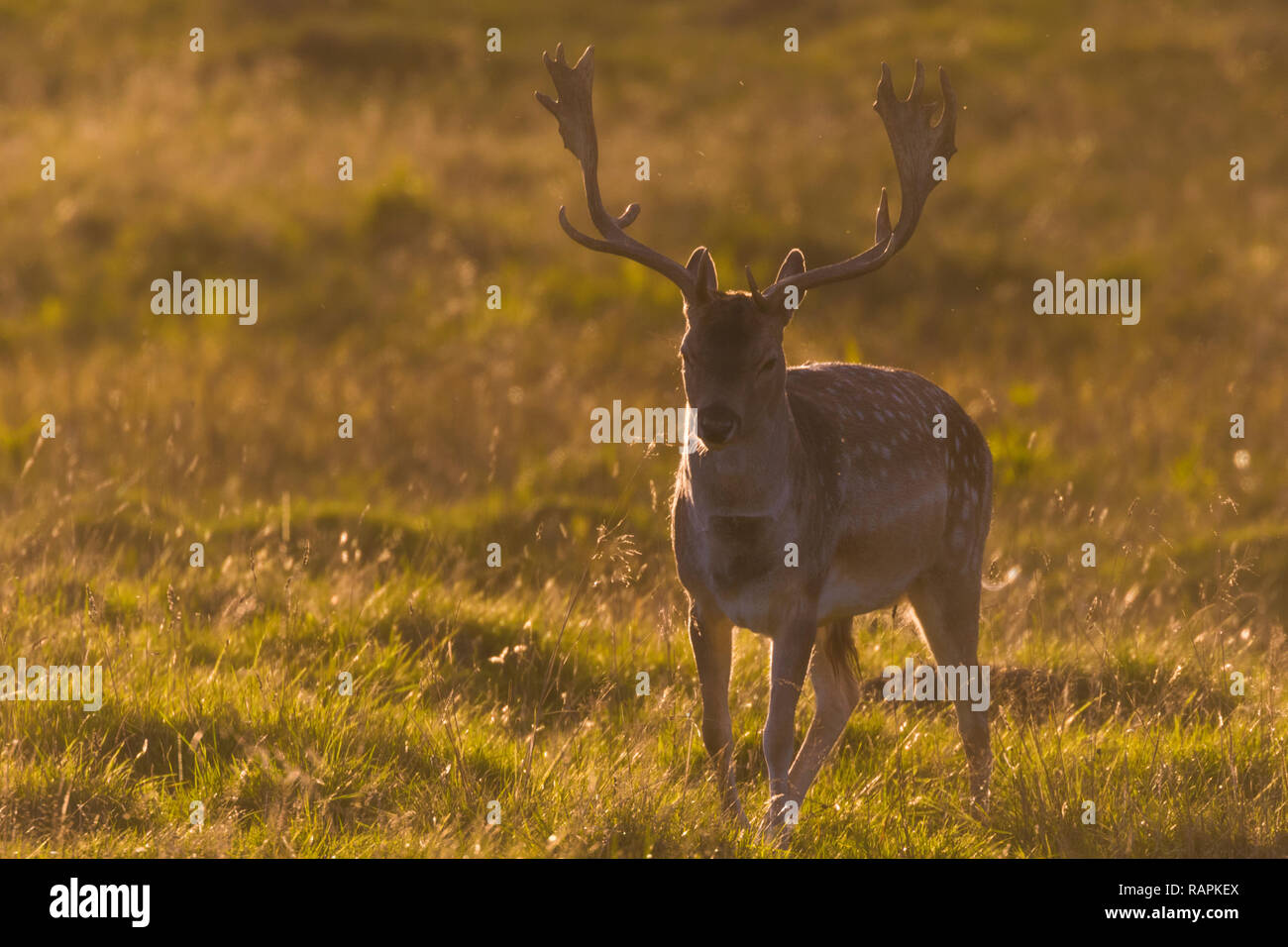 Dyrehaven hi-res stock photography and images - Page 7 - Alamy