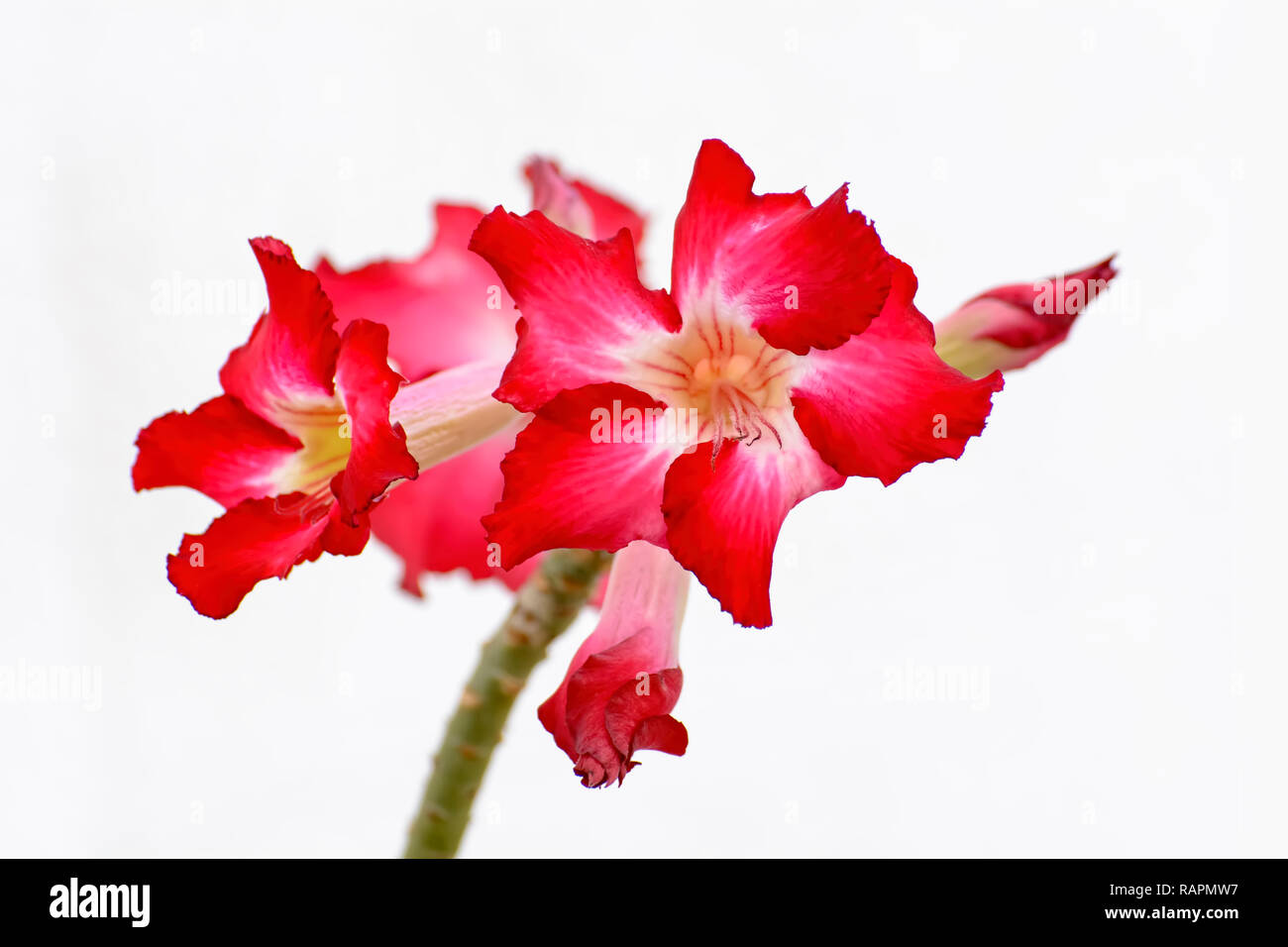 Desert Rose is a bright-colored flowers on white background Stock Photo ...