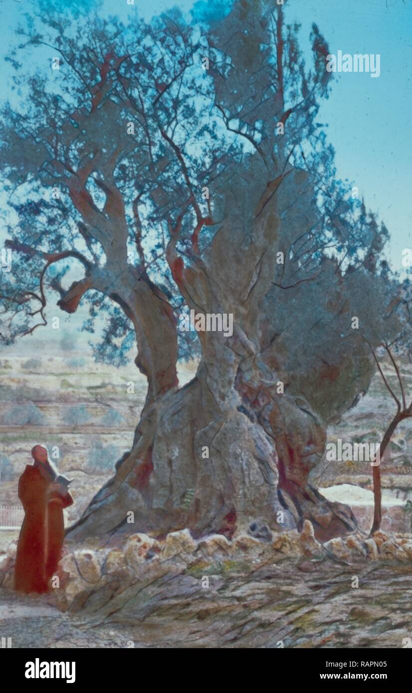 Tree Of Agony In Garden Of Gethsemane Mark 1432 42 1950 Jerusalem Tree of agony in garden of gethsemane mark 1432 42 1950 jerusalem