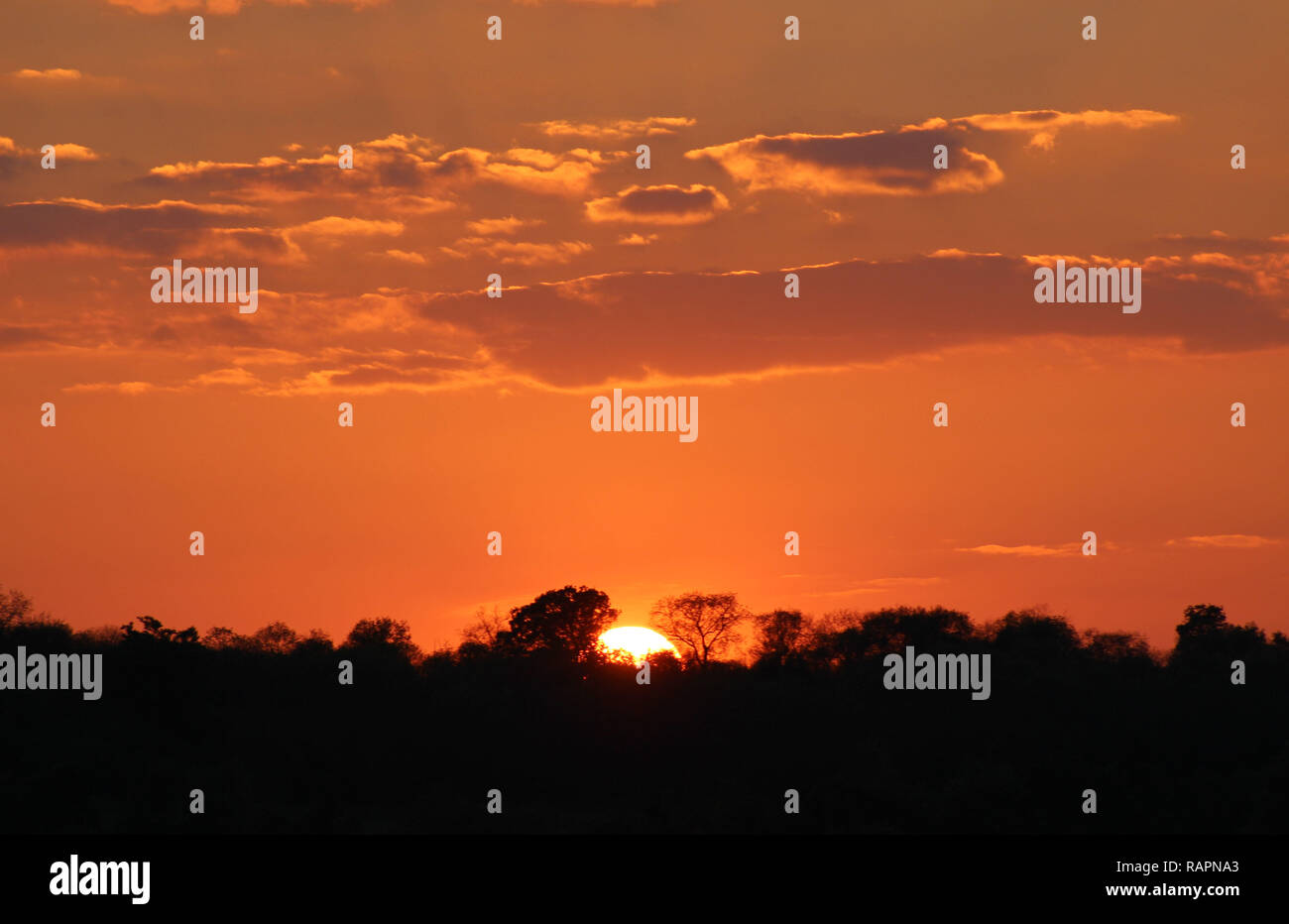 Silhouette trees orange sky sunset bright hi-res stock photography and ...