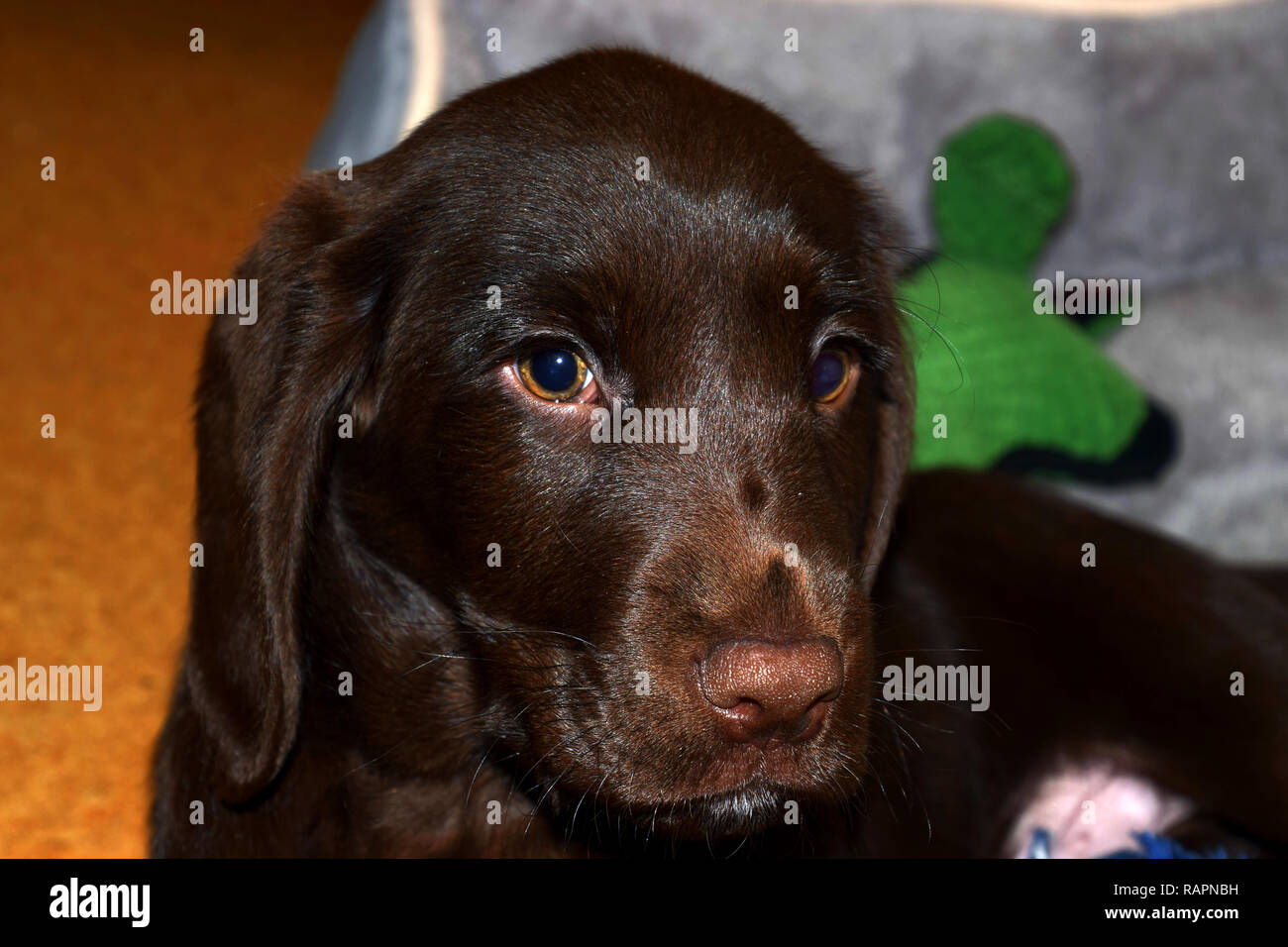 Dark chocolate lab sales