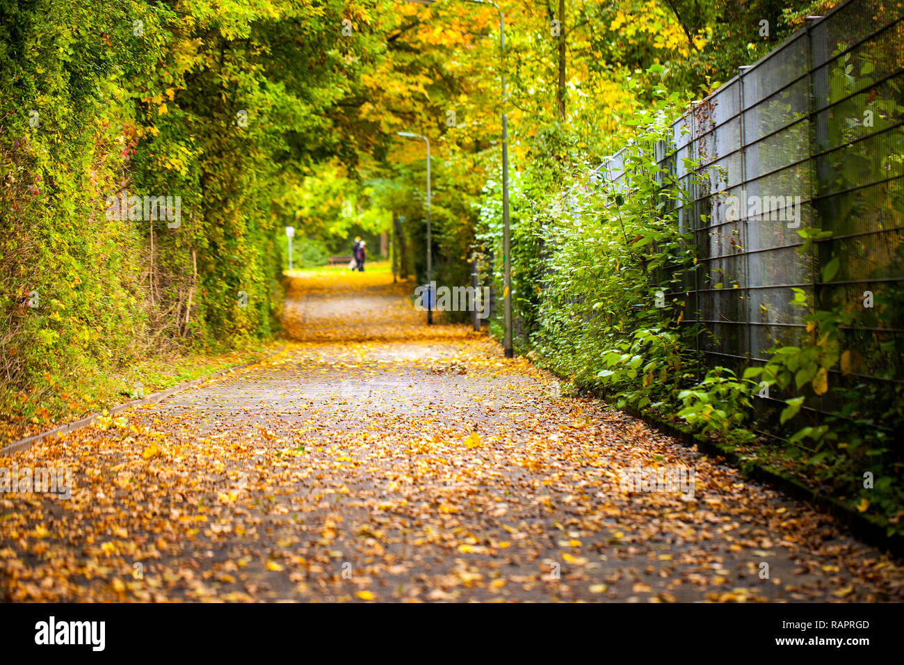 Seasonal Trees and Roads Green Nature in Park Photo Stock Photo Alamy