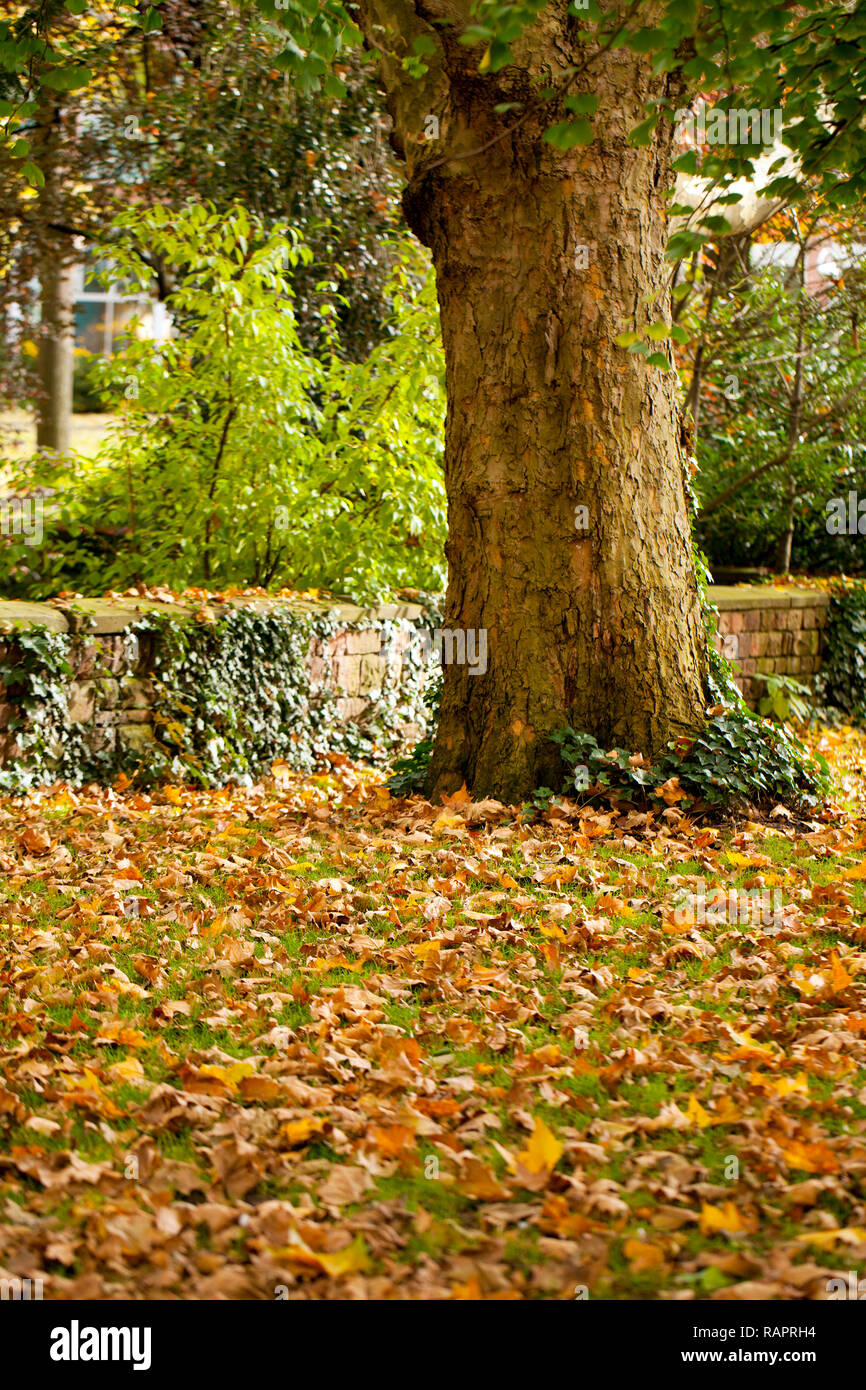 Seasonal Trees and Roads Green Nature in Park Photo Stock Photo Alamy
