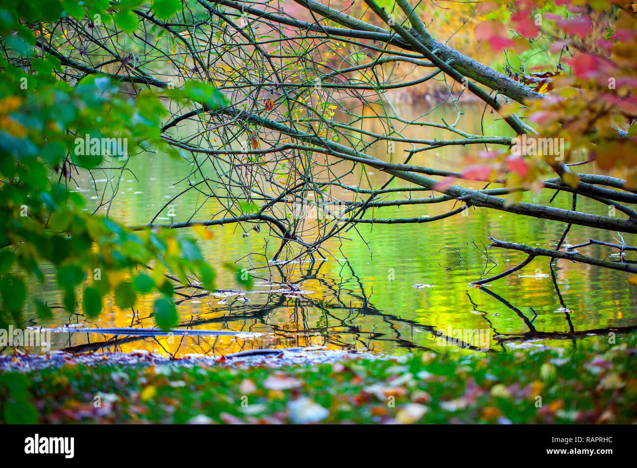 Seasonal Trees and Roads Green Nature in Park Photo Stock Photo Alamy