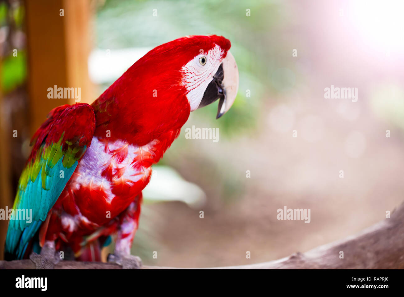 Sweet Animal Bird Colorful Exotic Tropical Parrot Photo Stock Photo - Alamy Sweet Animal Bird Colorful Exotic Tropical Parrot Photo Stock Photo - Alamy