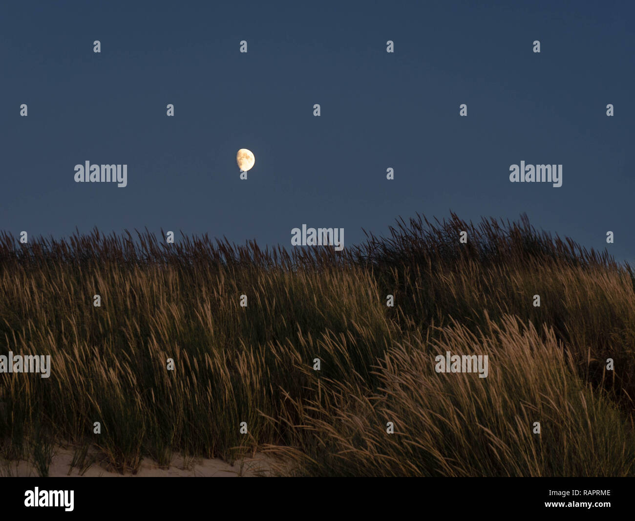 Moon shining over marram grass covered dunes in northern France Stock Photo