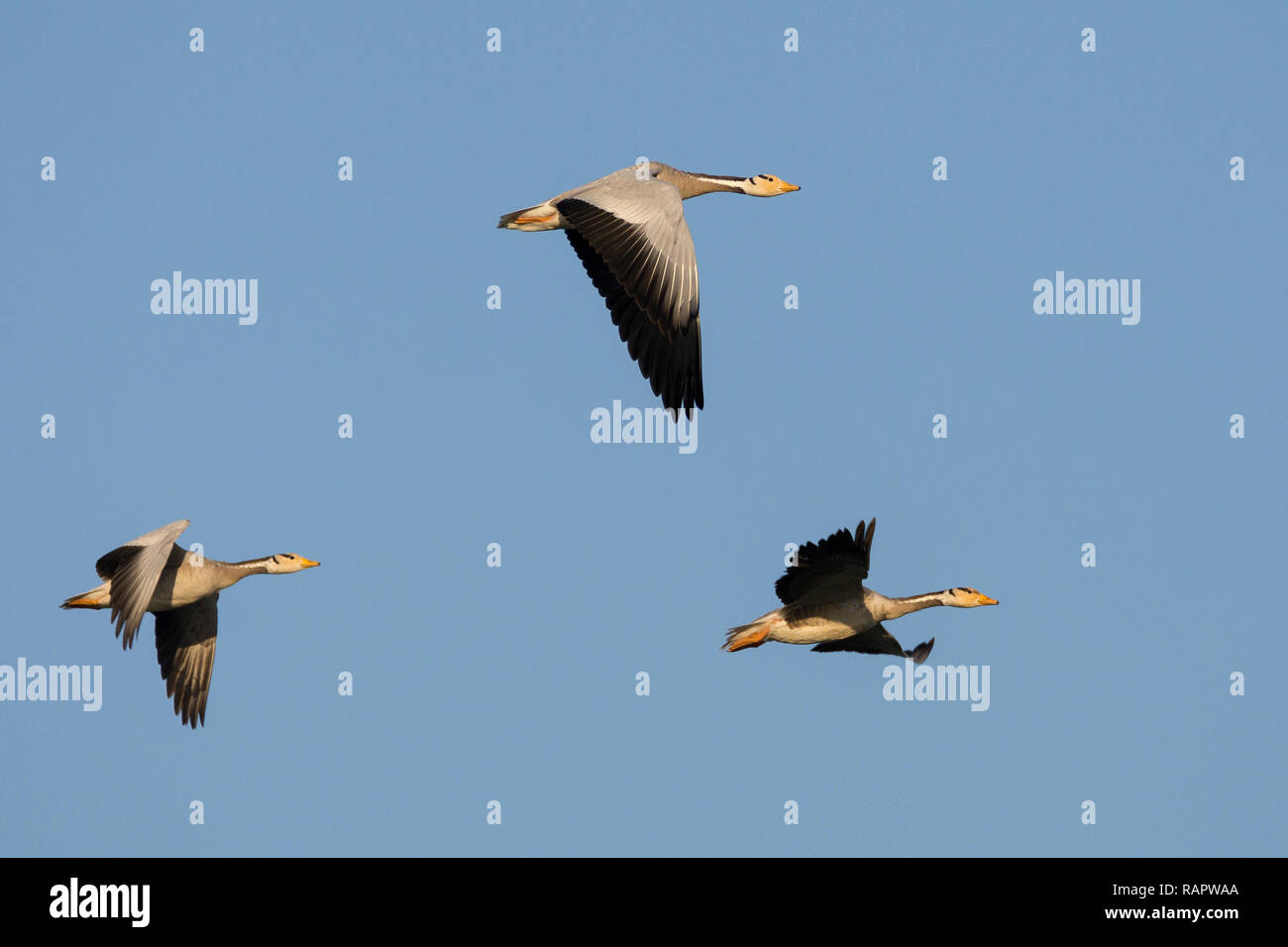 Bar-headed geese (Anser indicus) in flight at Thol Bird sanctuary, Gujarat, India Stock Photo