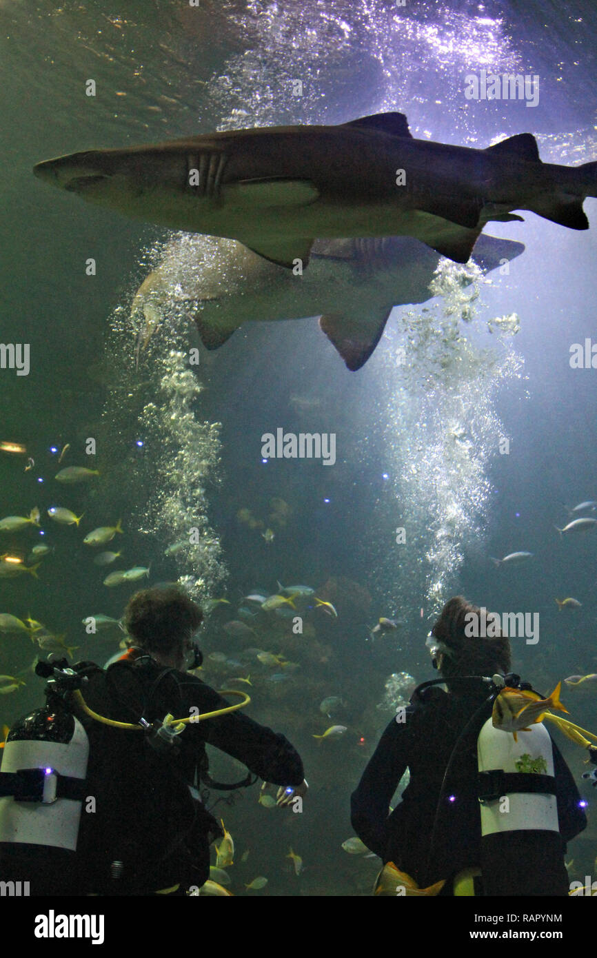 Swimming with the sharks at the Blue Aquarium, Manchester, UK