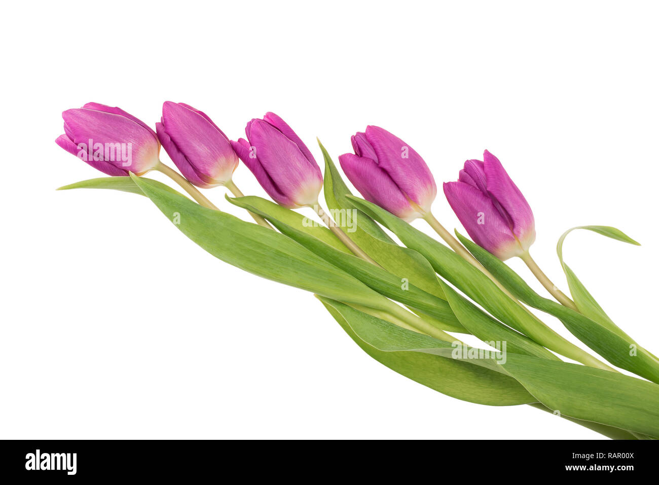 Composition of five purple tulips isolated on white background Stock Photo