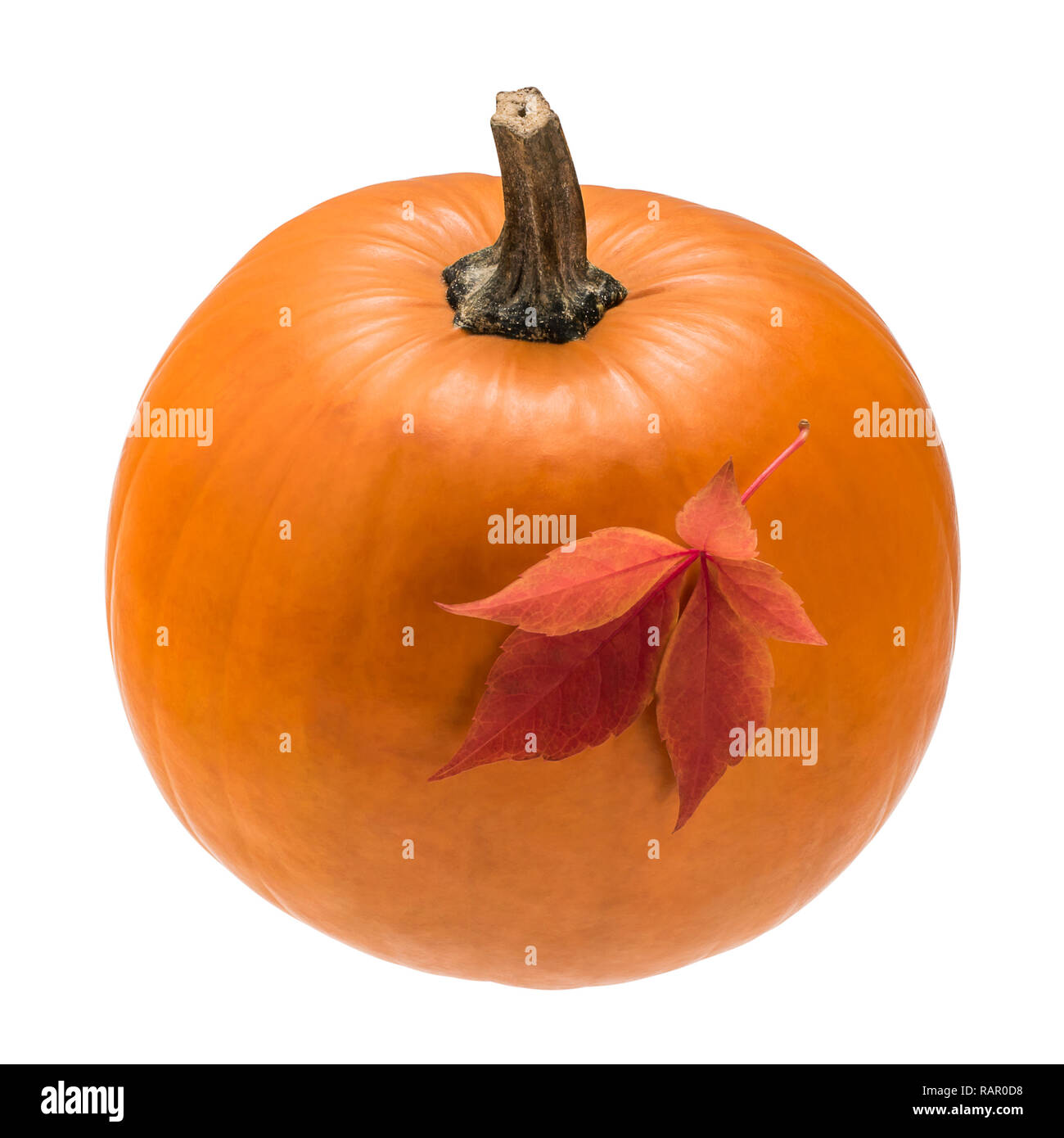 Orange pumpkin with red leaf Stock Photo