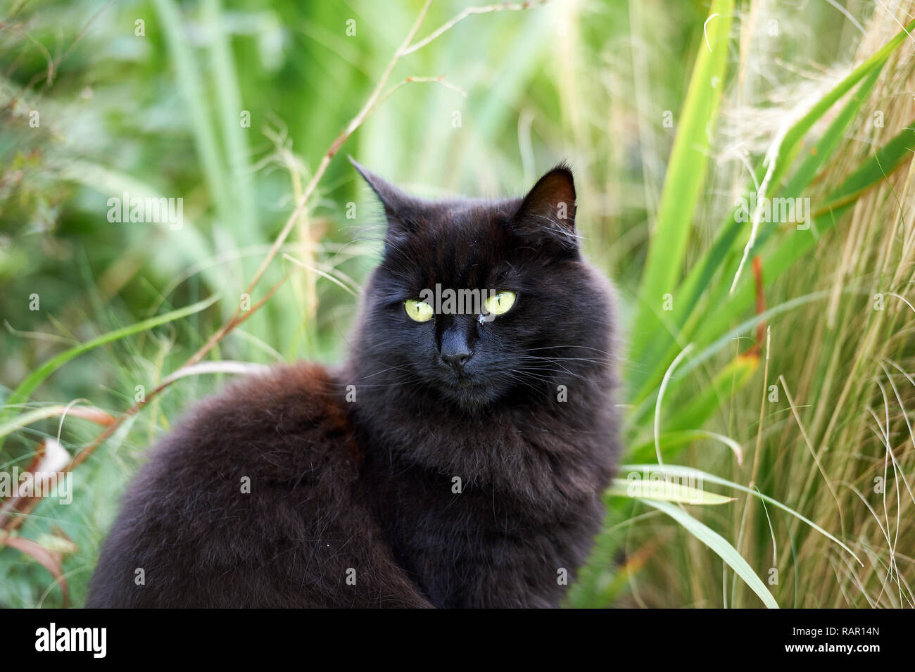 A dark brown cat relaxing in the evening sun in an English Country Garden flower bed, England, UK. Stock Photo