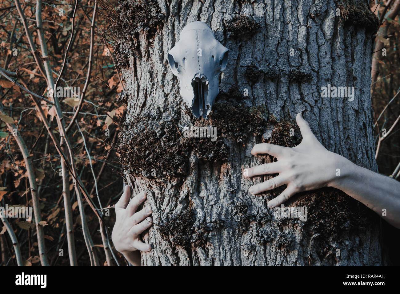 Creepy hands on a tree with a skull hanging from the bark in woodland, with a muted edit. Stock Photo