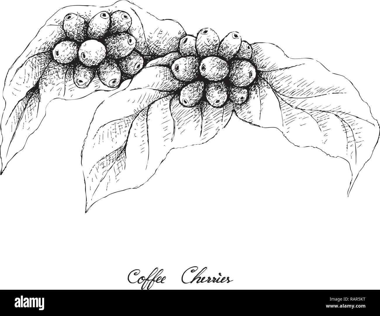 Illustration Hand Drawn Sketch of Ripe Coffee Beans on Leaves and The ...