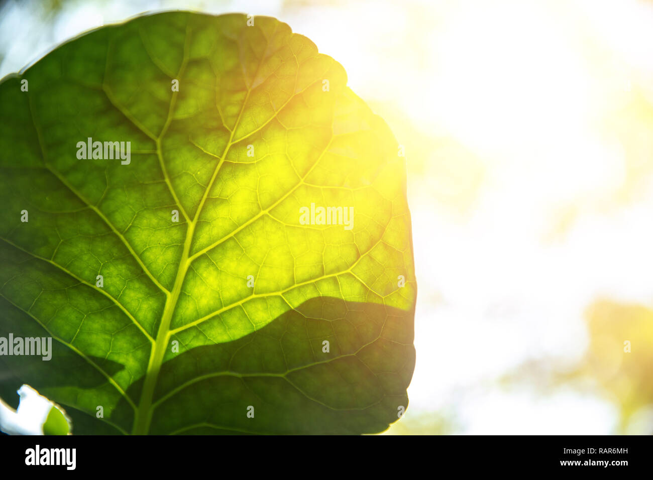 Closeup green leaf with sunlight for bio science of chlorophyll and process of photosynthesis in nature plant. Stock Photo