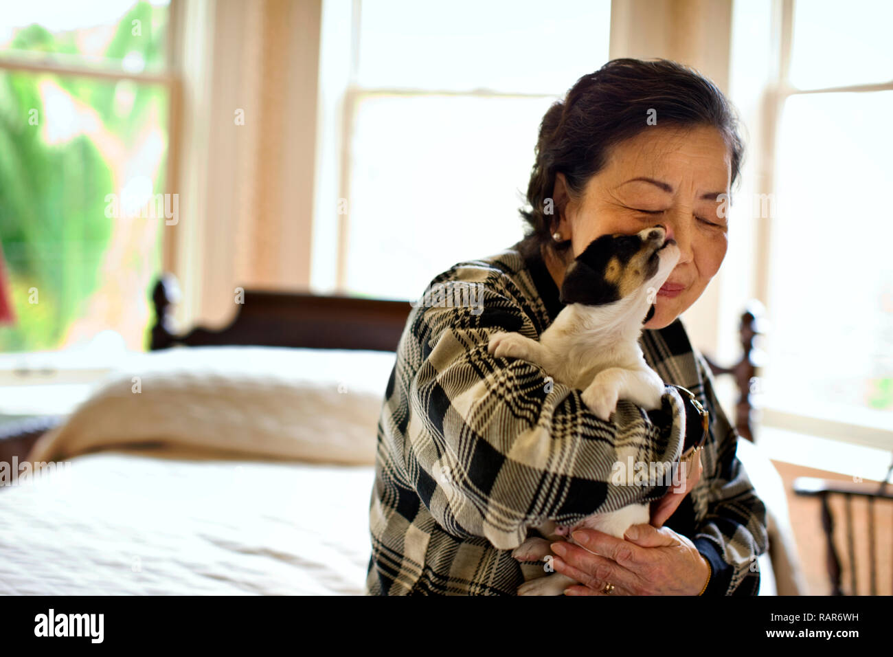 Puppy licks the nose of a senior woman who is holds the puppy while sitting on a bed. Stock Photo