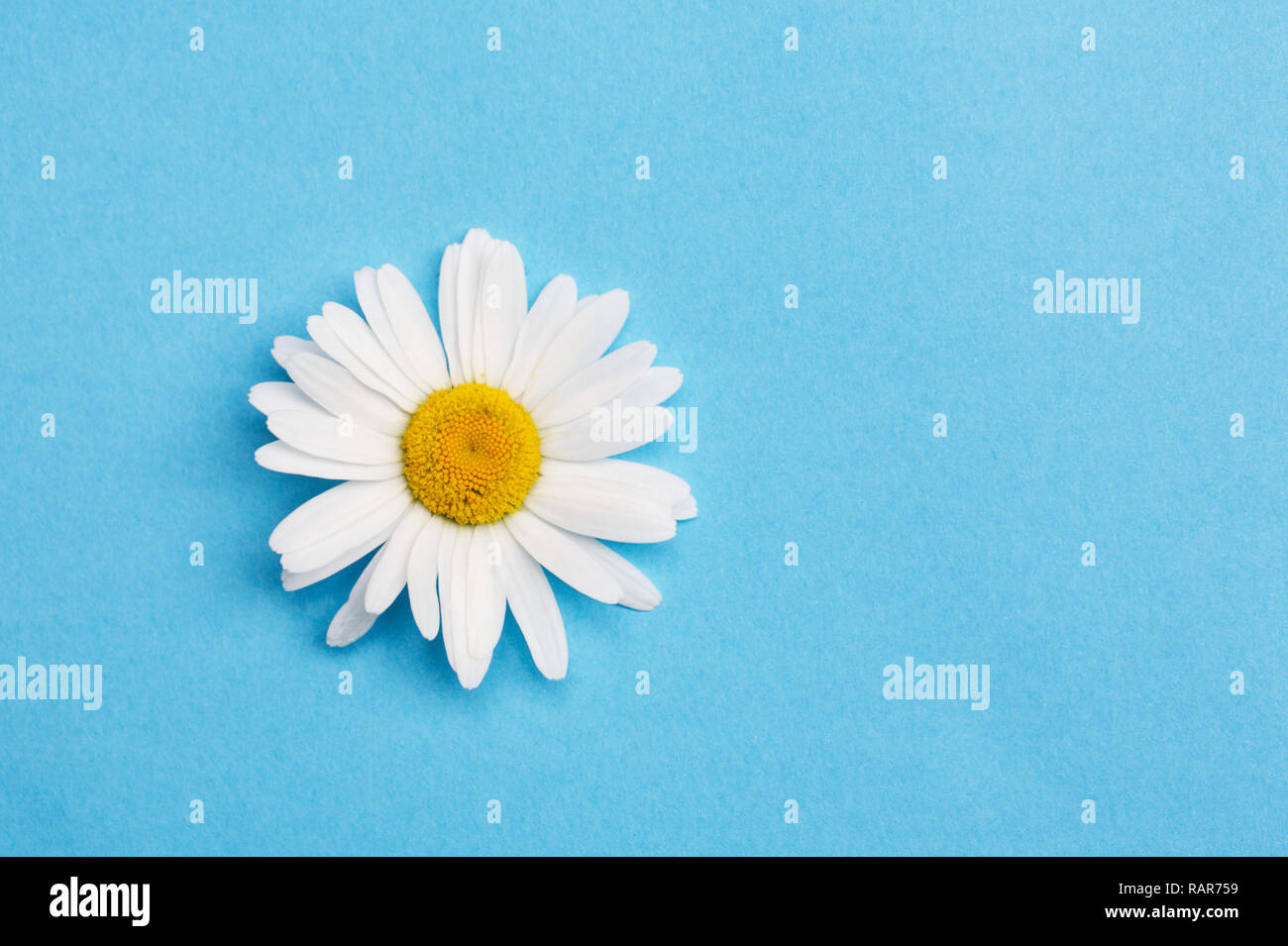 Leucanthemum vulgare. Single Oxeye daisy on a blue background. Stock Photo
