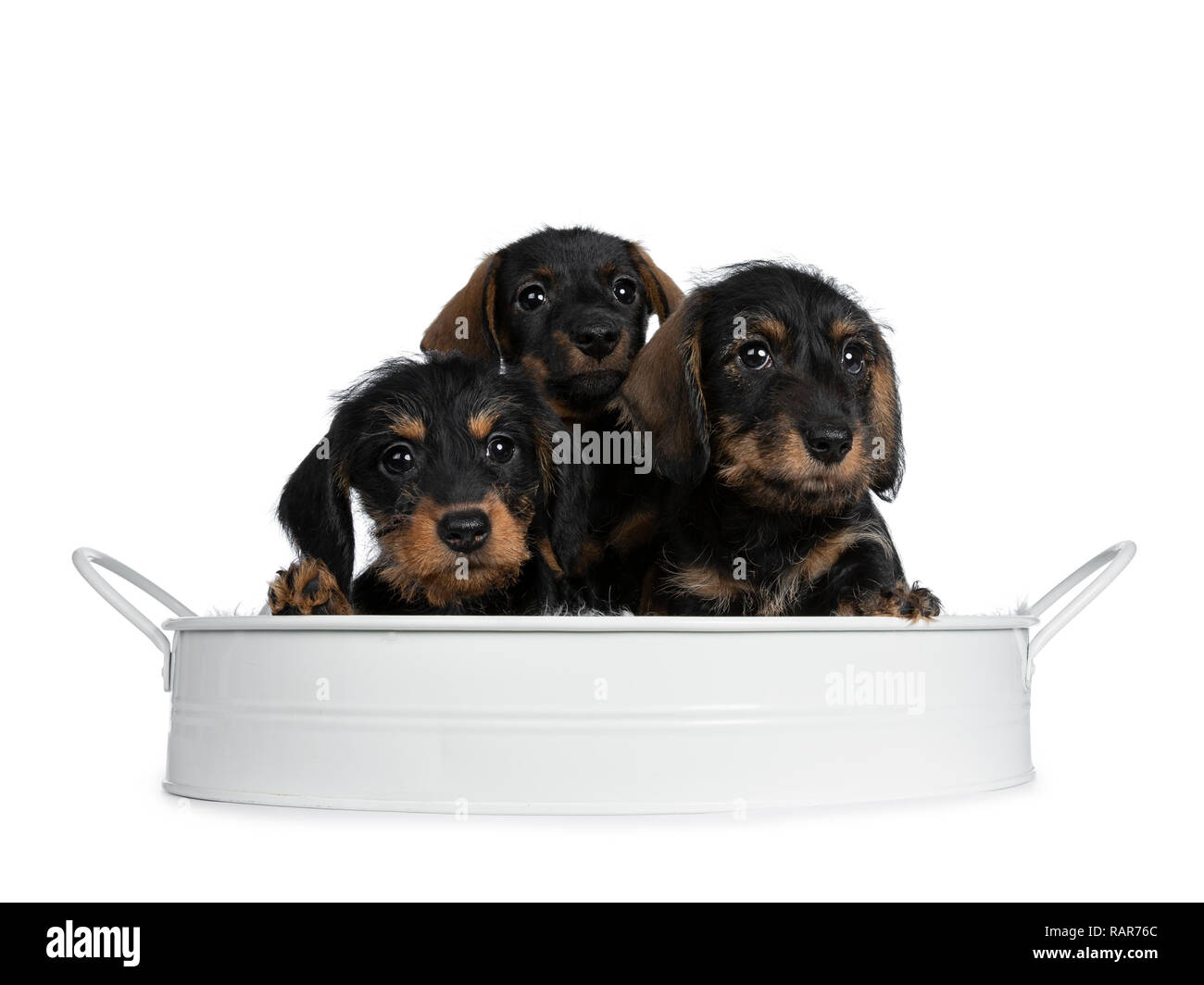 mini dachshund pet supplies