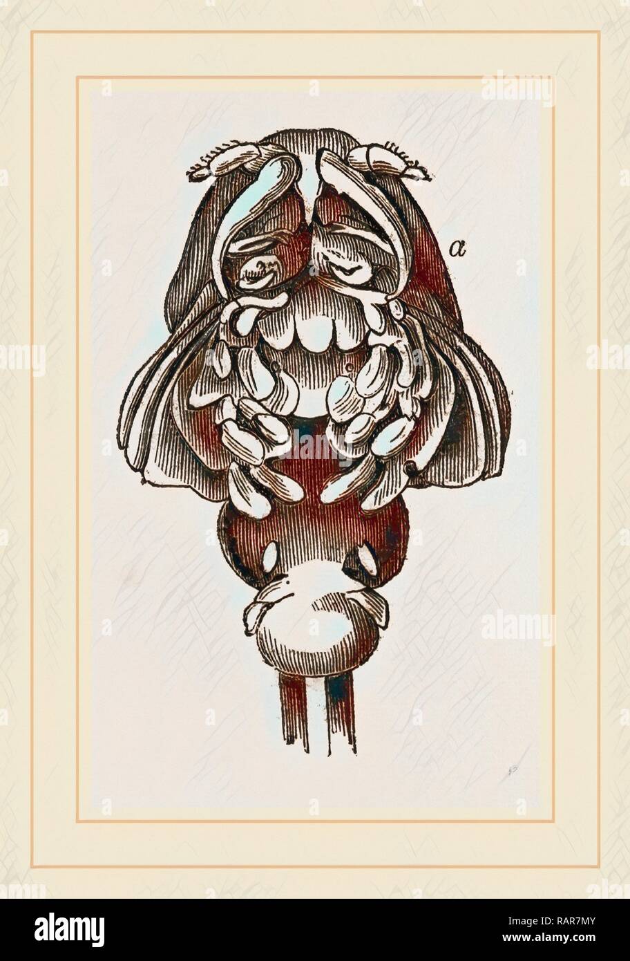 Phyllophora cornuta. Reimagined by Gibon. Classic art with a modern twist reimagined Stock Photo