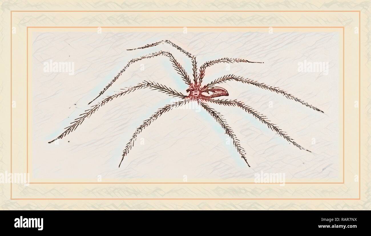 Long legged HouseSpider. Reimagined by Gibon. Classic art with a