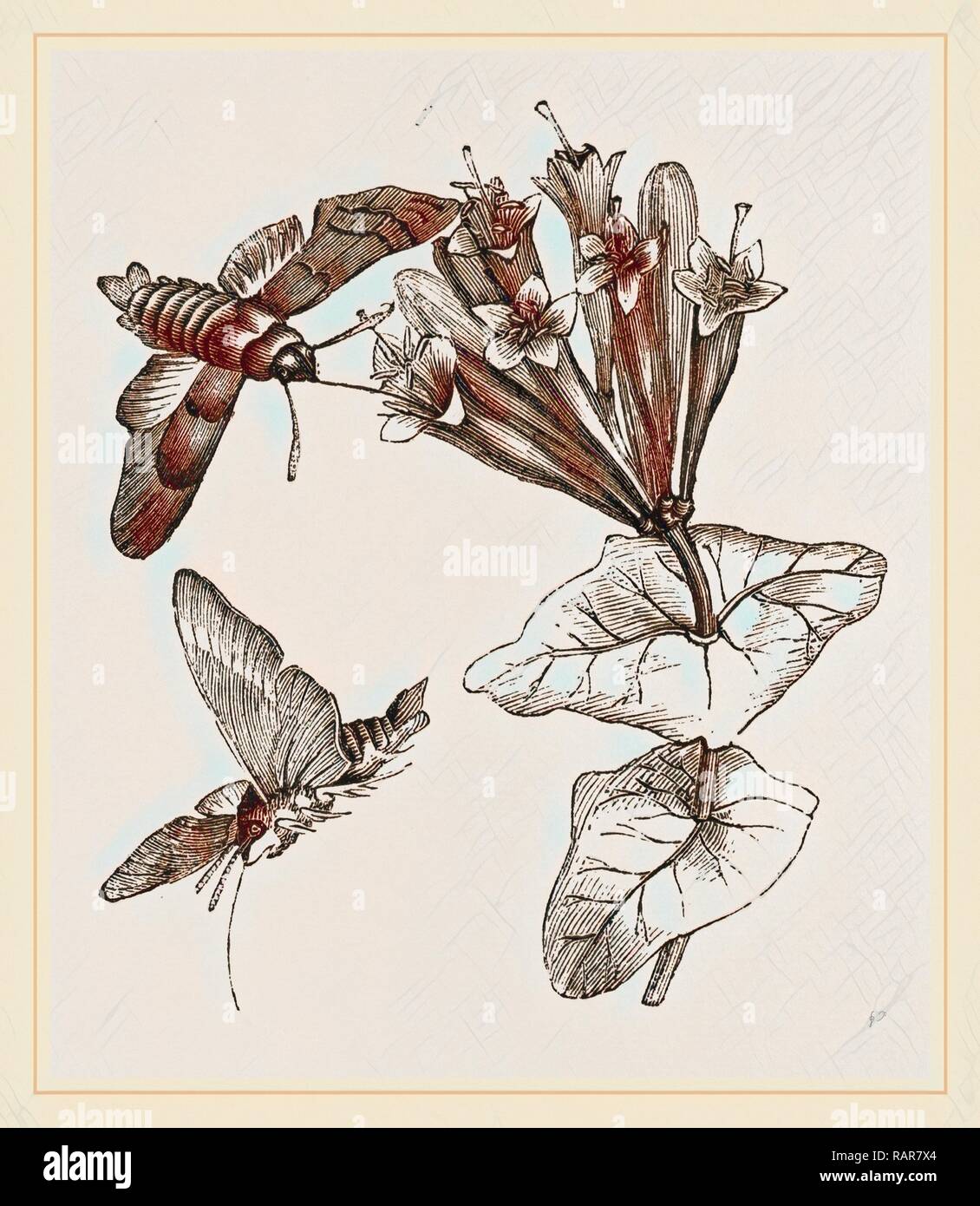 Humming-bird Moth and Honeysuckle. Reimagined by Gibon. Classic art with a modern twist reimagined Stock Photo